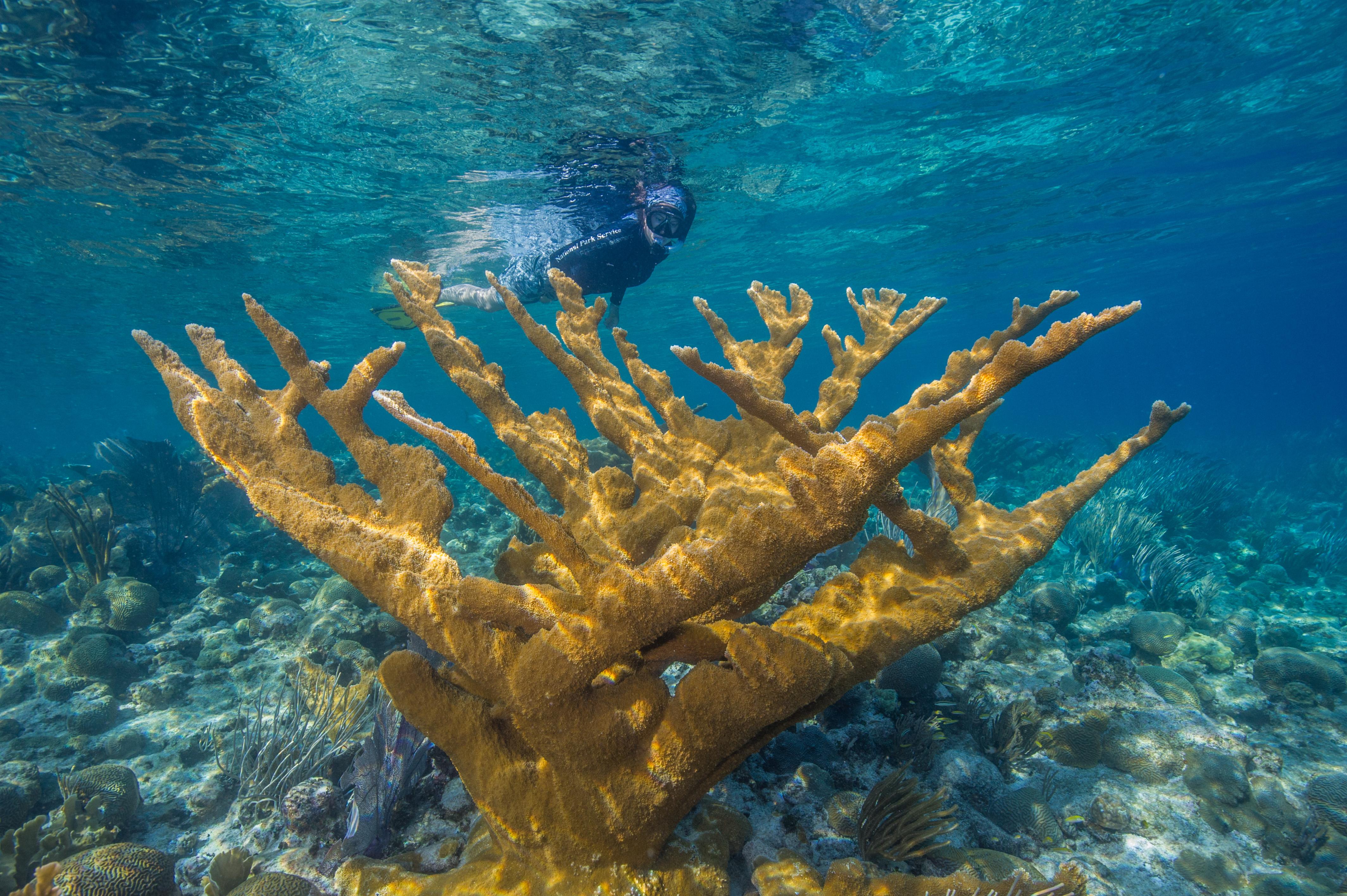Buck Island Reef National Monument