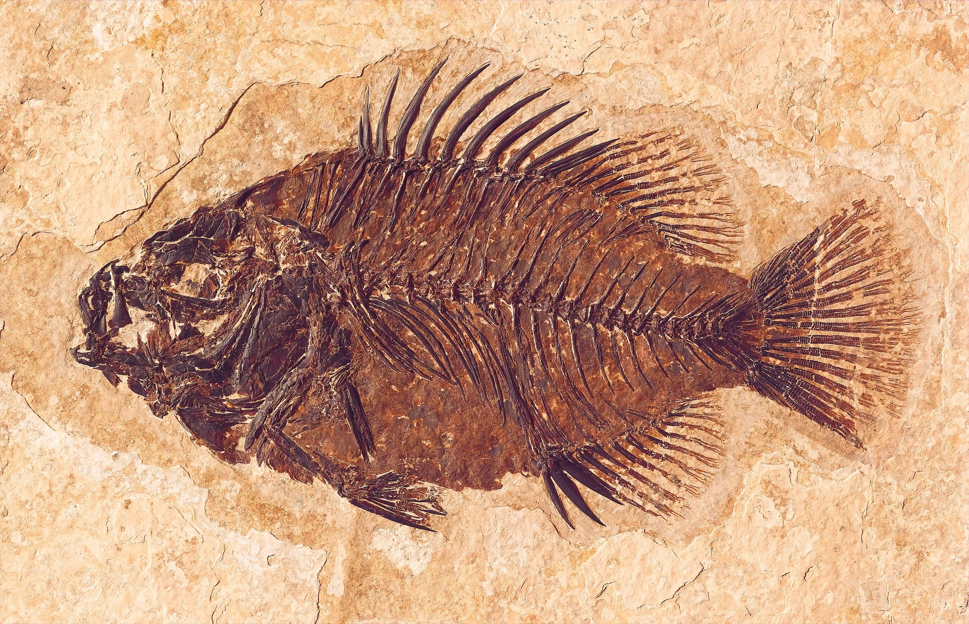 Fossil Butte National Monument