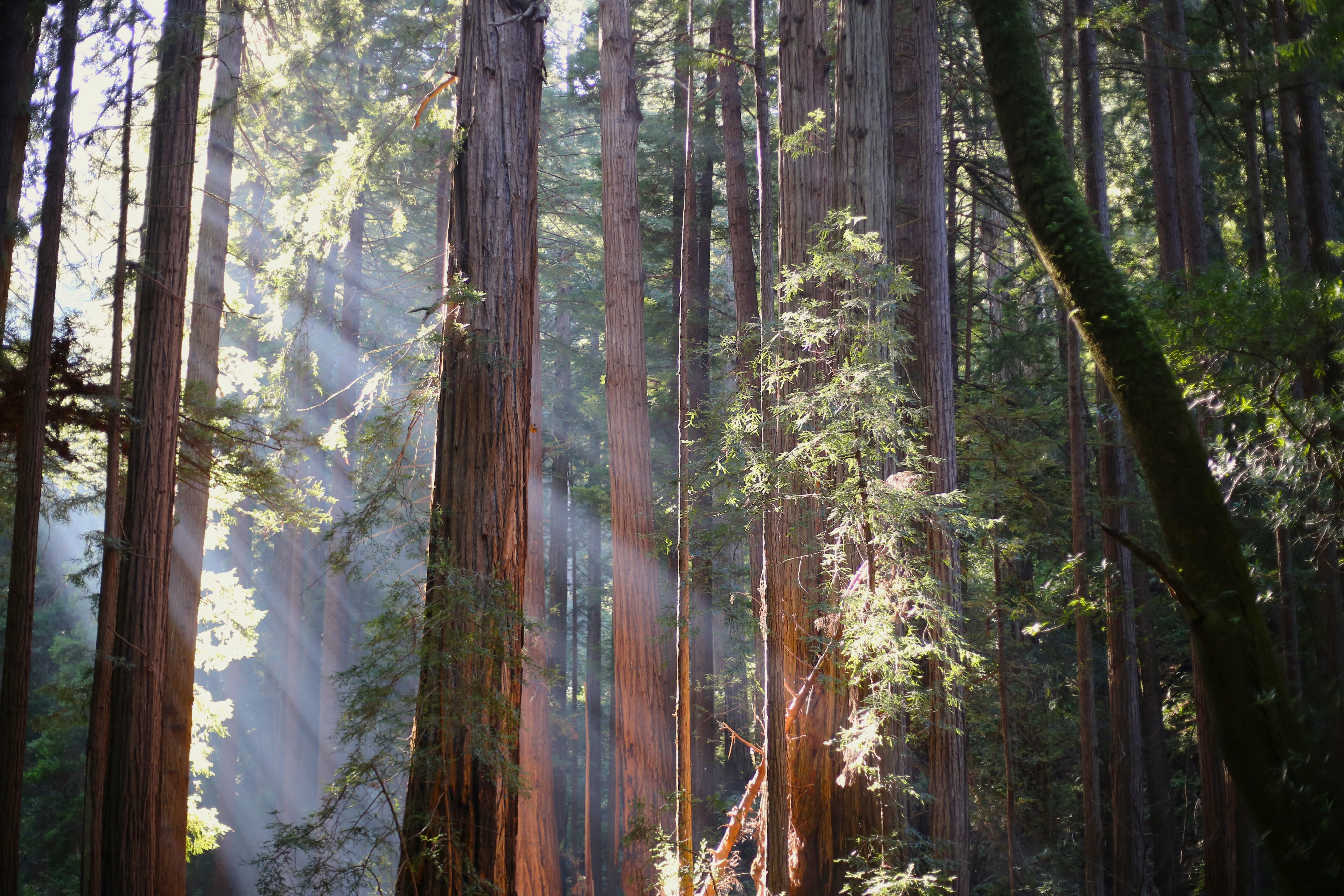 Muir Woods National Monument