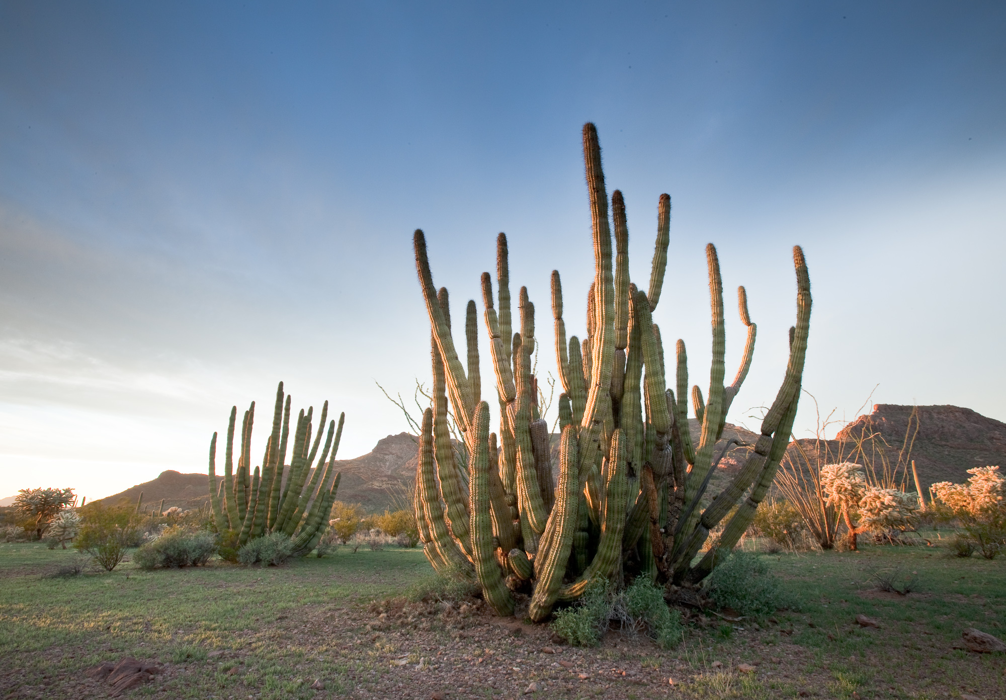 Organ Pipe Cactus National Monument
