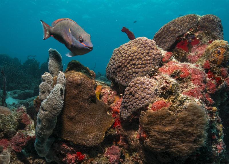 Virgin Islands Coral Reef National Monument