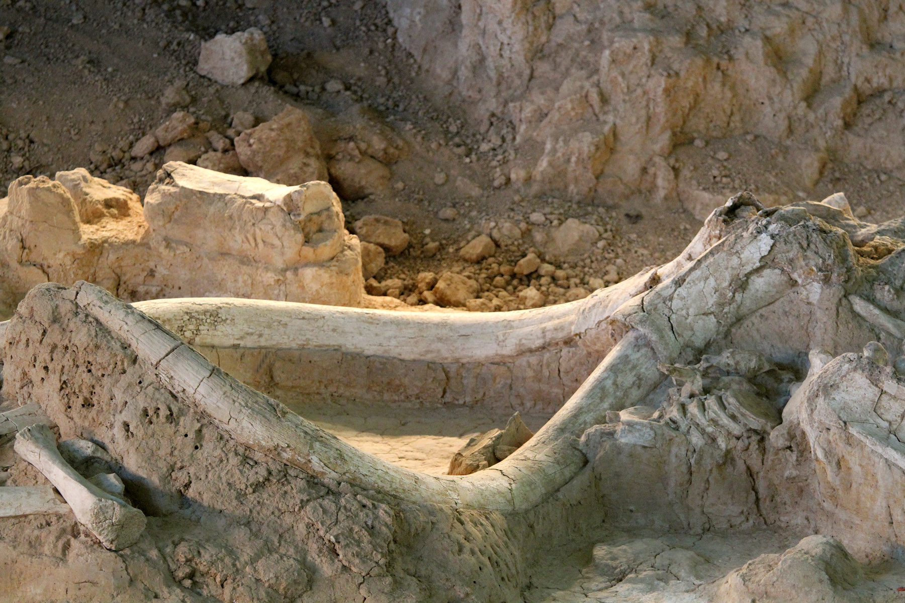 Waco Mammoth National Monument