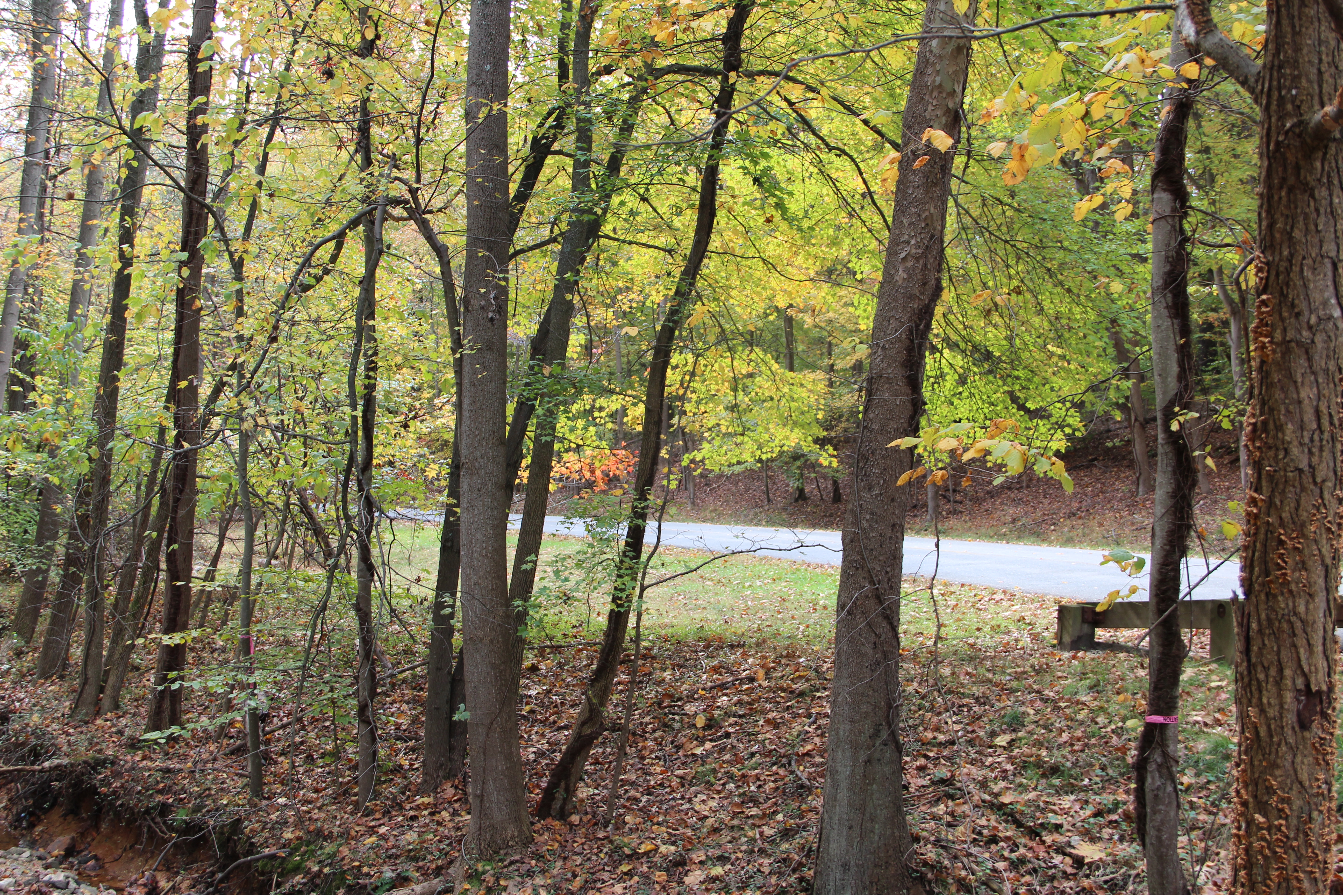 Greenbelt Park