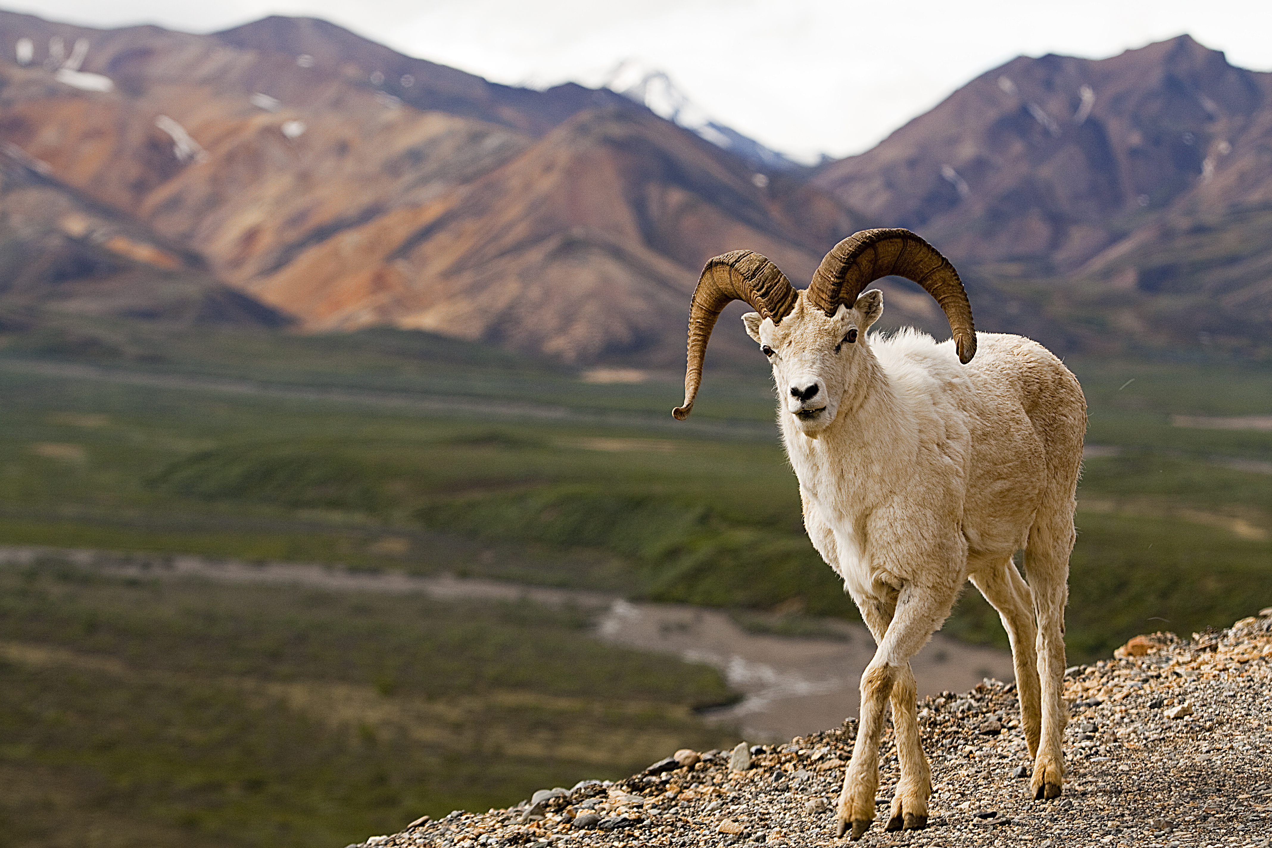 Denali National Preserve