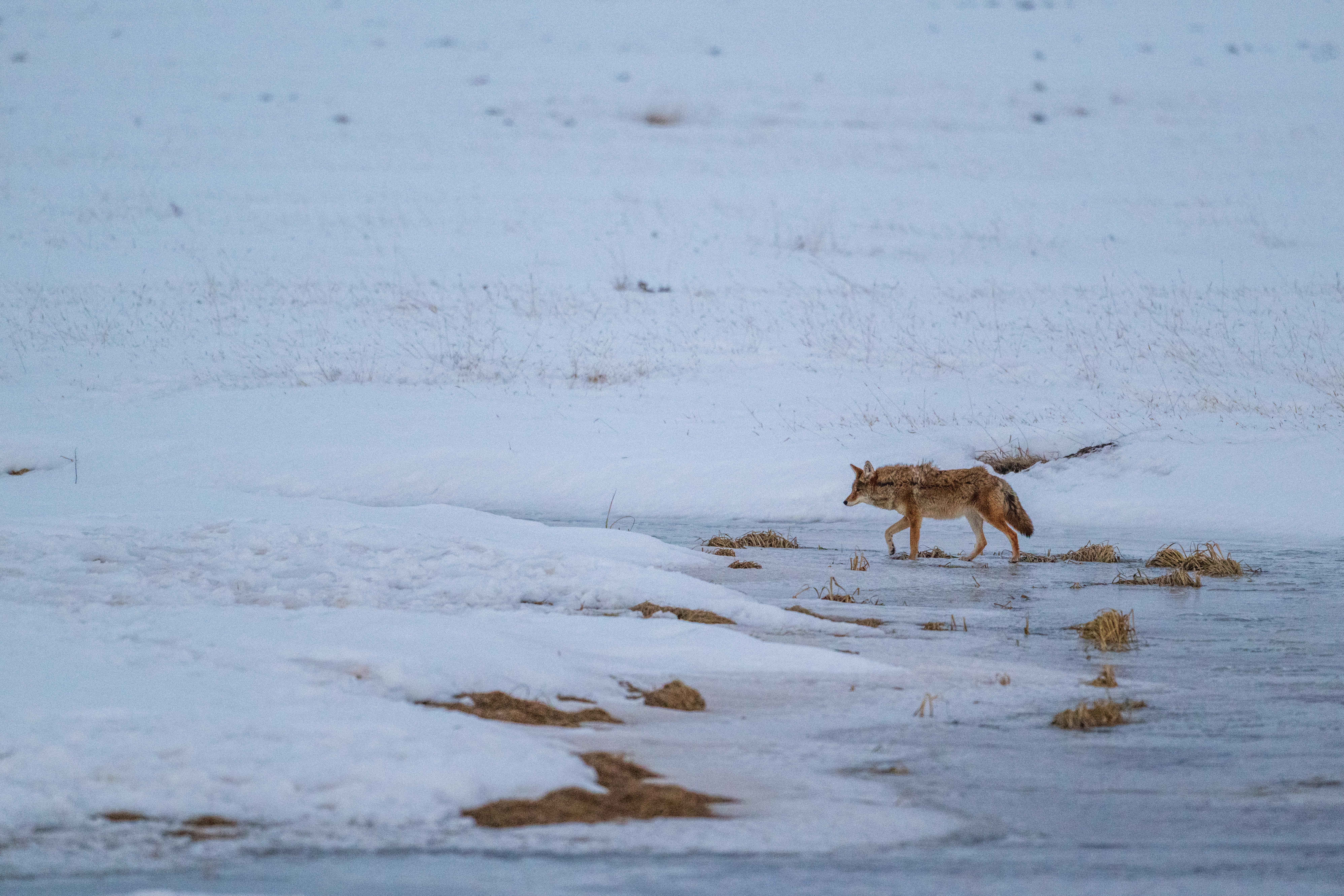 Valles Caldera National Preserve