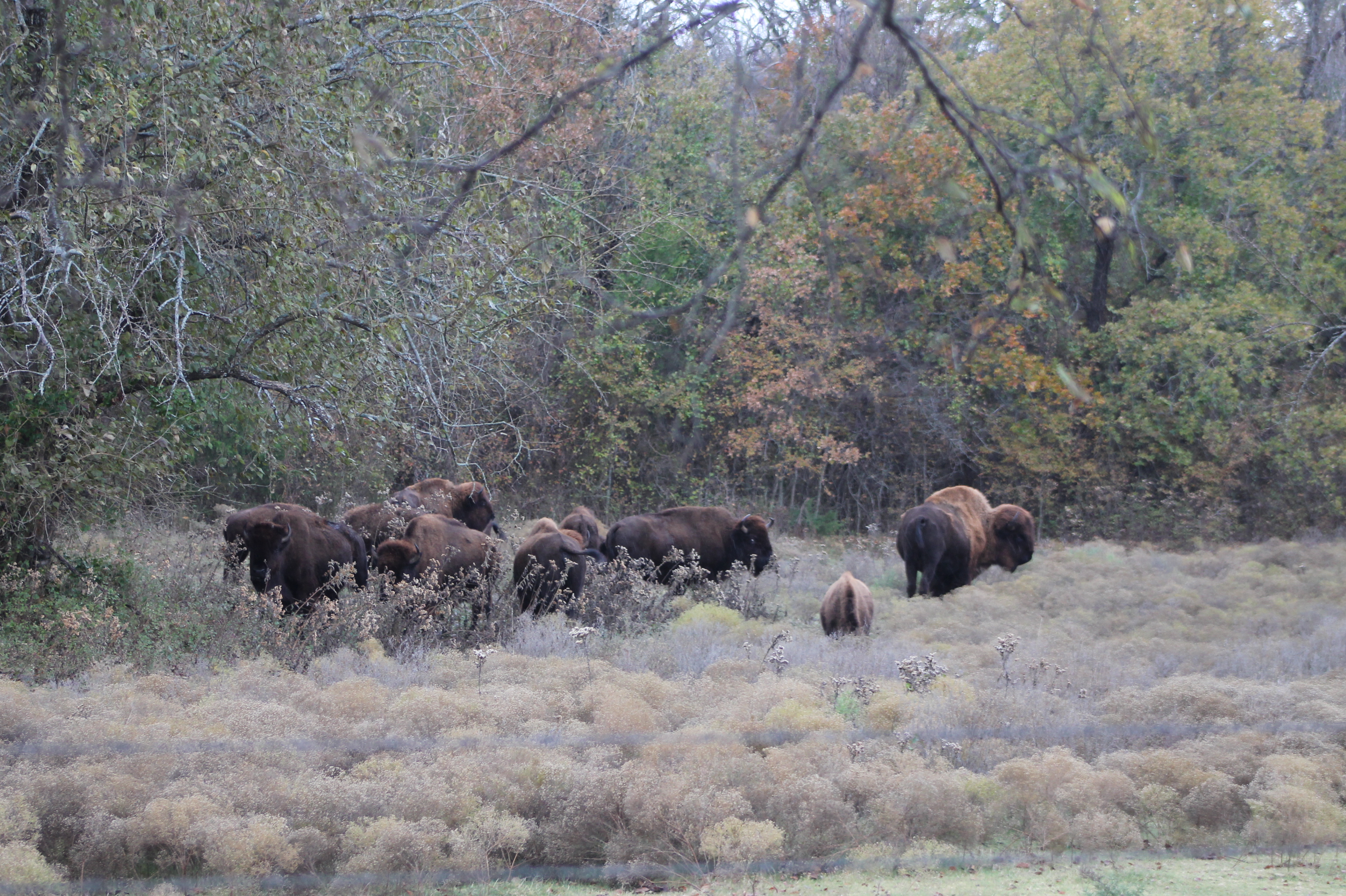Chickasaw National Recreation Area