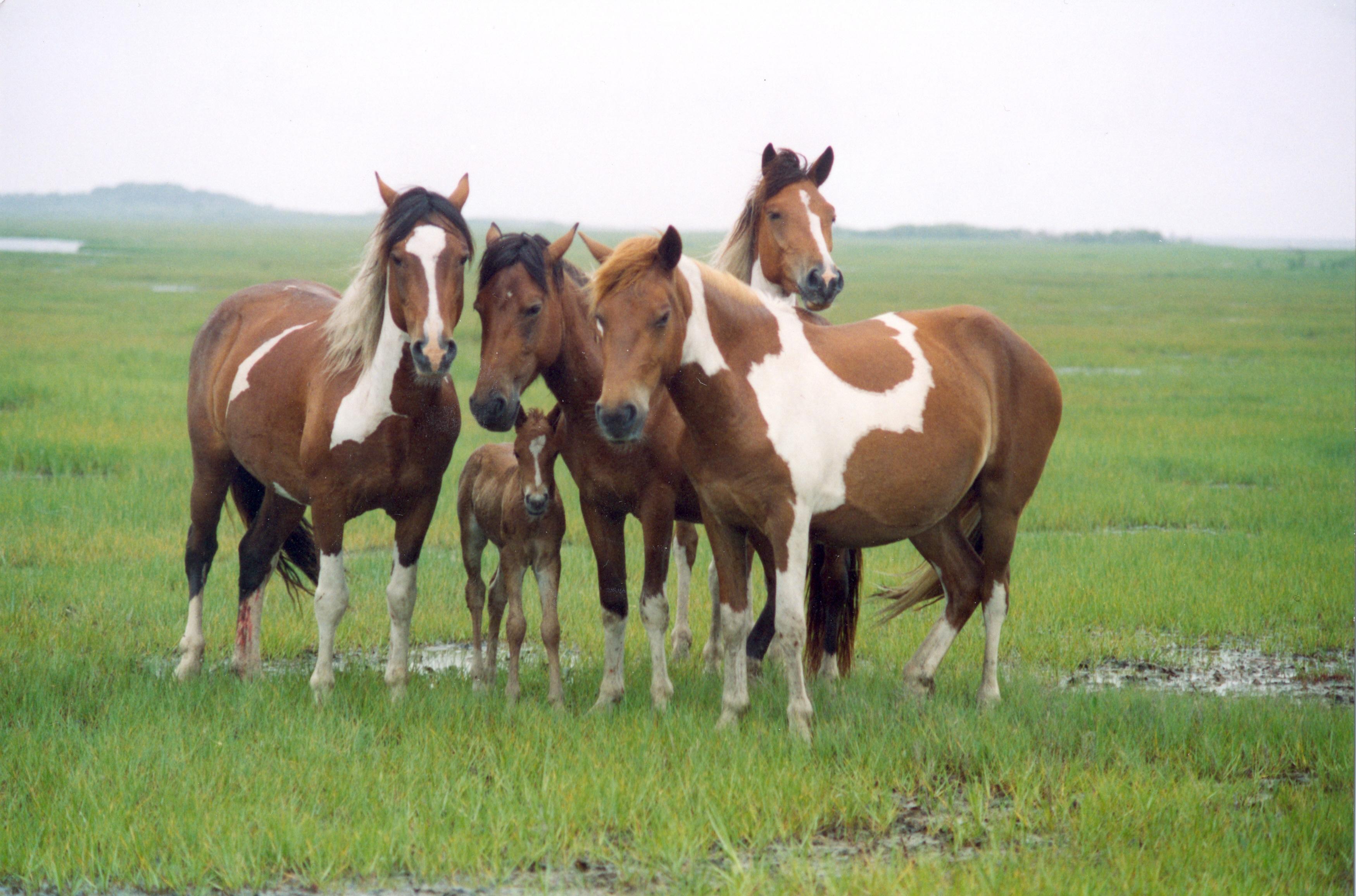 Assateague Island National Seashore