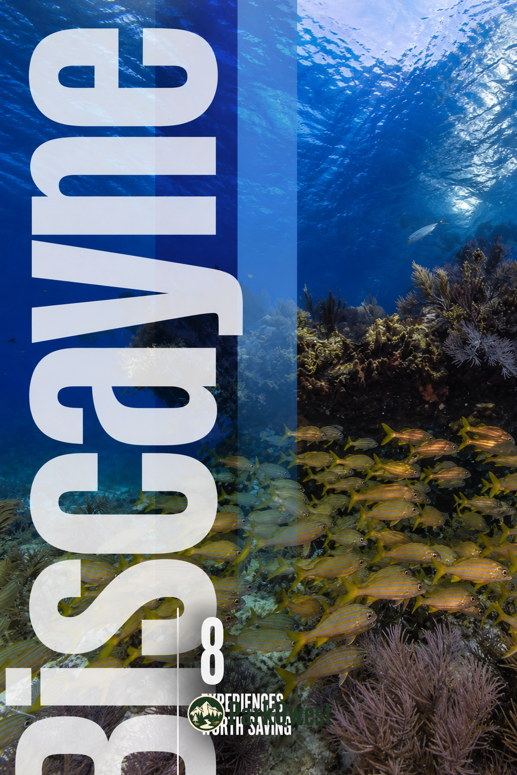 Underwater view of coral reef with a large school of yellow and blue fish